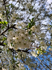 Cherry blossoms. The cherry blossom period. White cherry blossoms illuminated by the sun.