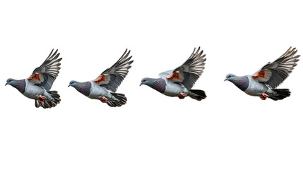 Fototapeta premium Consecutive images of a woodpigeon in flight
