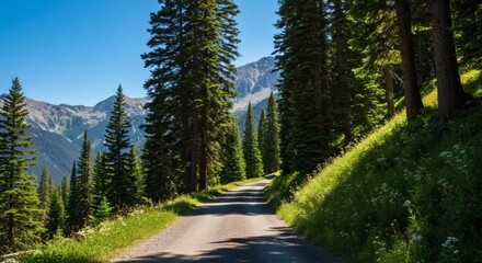 Driving on Mountain Road Through Evergreen Forest on a Sunny Day