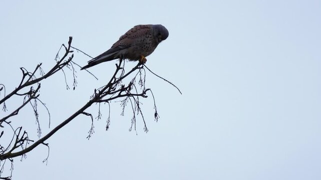 faucon cr&eacute;cerelle m&acirc;le un soir d'hiver, juch&eacute;e sur son perchoir, le rapace observe au sol, et plonge sur sa proie, moment de vie de la nature