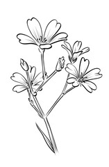 Cerastium biebersteinii wildflower hand-drawn sketch vector