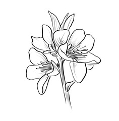 Hand-drawn drawing of a cherry blossom tree vector