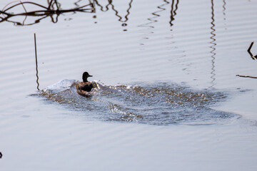 Fototapeta premium 飛翔する美しいコガモ（カモ科）他の群れ 英名学名：Common Teal (Anas crecca, family comprising Mareca ducks) 栃木県栃木市渡良瀬遊水地-2025 