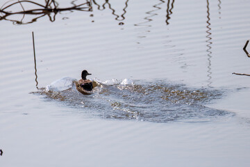 飛翔する美しいコガモ（カモ科）他の群れ
英名学名：Common Teal (Anas crecca,...