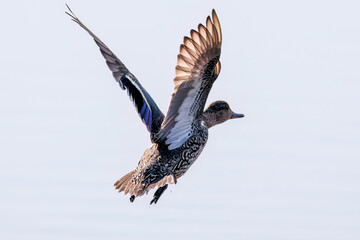 飛翔する美しいコガモ（カモ科）他の群れ
英名学名：Common Teal (Anas crecca, family comprising Mareca ducks)
栃木県栃木市渡良瀬遊水地-2025
