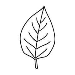Simple Line Drawing of a Single Leaf with Veins Nature Botany Illustration