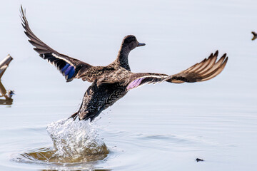 飛翔する美しいコガモ（カモ科）他の群れ
英名学名：Common Teal (Anas crecca, family comprising Mareca ducks)
栃木県栃木市渡良瀬遊水地-2025
