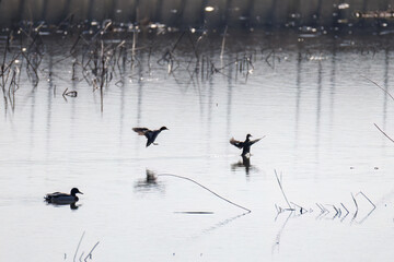 飛翔する美しいコガモ（カモ科）他の群れ
英名学名：Common Teal (Anas crecca, family comprising Mareca ducks)
栃木県栃木市渡良瀬遊水地-2025
