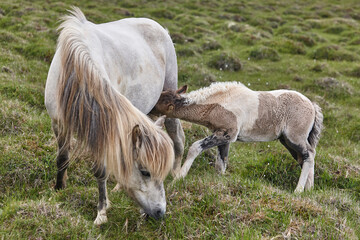 Obraz premium Mare breastfeeding her calf. Icelandic horse breed. Iceland wildlife