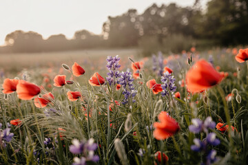 Obraz premium field of poppies in spring