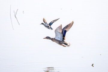飛翔する美しいコガモ（カモ科）他の群れ
英名学名：Common Teal (Anas crecca, family comprising Mareca ducks)
栃木県栃木市渡良瀬遊水地-2025
