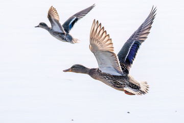 飛翔する美しいコガモ（カモ科）他の群れ
英名学名：Common Teal (Anas crecca, family comprising Mareca ducks)
栃木県栃木市渡良瀬遊水地-2025
