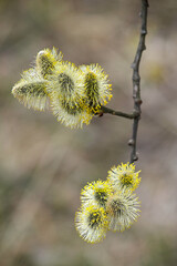 a fluffy twig in spring