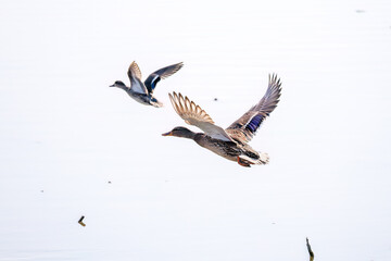 飛翔する美しいコガモ（カモ科）他の群れ
英名学名：Common Teal (Anas crecca, family comprising Mareca ducks)
栃木県栃木市渡良瀬遊水地-2025
