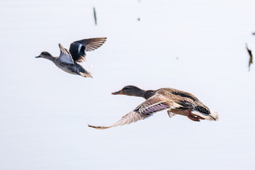 飛翔する美しいコガモ（カモ科）他の群れ
英名学名：Common Teal (Anas crecca, family comprising Mareca ducks)
栃木県栃木市渡良瀬遊水地-2025
