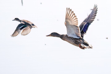 Obraz premium 飛翔する美しいコガモ（カモ科）他の群れ 英名学名：Common Teal (Anas crecca, family comprising Mareca ducks) 栃木県栃木市渡良瀬遊水地-2025 