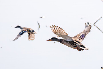 飛翔する美しいコガモ（カモ科）他の群れ
英名学名：Common Teal (Anas crecca, family comprising Mareca ducks)
栃木県栃木市渡良瀬遊水地-2025
