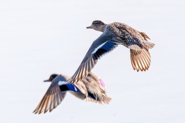飛翔する美しいコガモ（カモ科）他の群れ
英名学名：Common Teal (Anas crecca,...