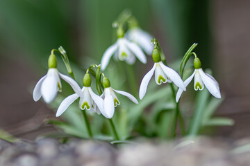 Echtes Schneeglöckchen, Lateinisch Galanthus nivalis L. aus der Familie der Amaryllidaceae
