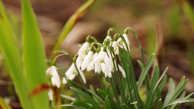 plan avec zoom arri&egrave;re sur les perce neige en gros plan, balay&eacute;e par le vent au d&eacute;but du printemps, la nature reprenant vie, avec d'autres plantes du jardin