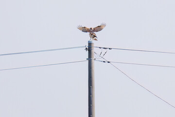 交尾するノスリ（タカ科）
英名学名：Eastern Buzzard (Buteo japonicus, family...