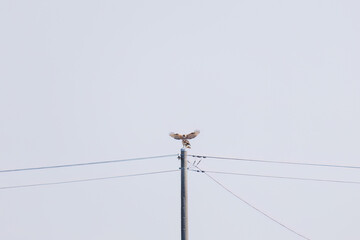 交尾するノスリ（タカ科）
英名学名：Eastern Buzzard (Buteo japonicus, family...