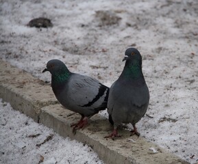 Close-up of a pair of grey doves. Birds sitting on a snow