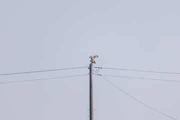 交尾するノスリ（タカ科）
英名学名：Eastern Buzzard (Buteo japonicus, family...