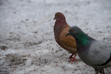 Close-up of a pair of grey doves. Birds sitting on a snow