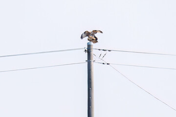 交尾するノスリ（タカ科）
英名学名：Eastern Buzzard (Buteo japonicus, family...