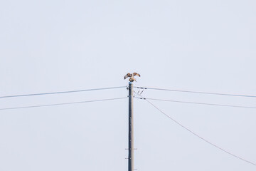 交尾するノスリ（タカ科）
英名学名：Eastern Buzzard (Buteo japonicus, family...