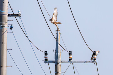 交尾するノスリ（タカ科）
英名学名：Eastern Buzzard (Buteo japonicus, family...