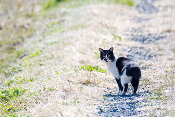 散歩する野良猫
栃木県栃木市渡良瀬遊水地-2025
