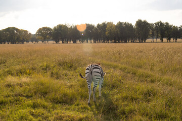 ZEBRA LIFE 