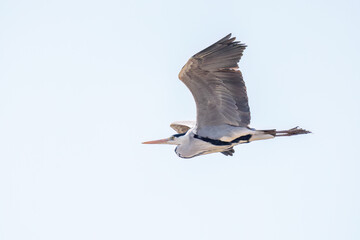 飛翔する美しいアオサギ（サギ科）
英名学名：Grey Heron (Ardea cinerea)
栃木県栃木市渡良瀬遊水地-2025
