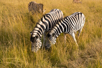 Obraz premium ZEBRA LIFE 