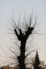 Urban tree care mistake with harmful topping leads to dead and decaying branches. Poor arboriculture practice of cutting tree tops incorrectly results in lifeless branches, unhealthy trees against sky