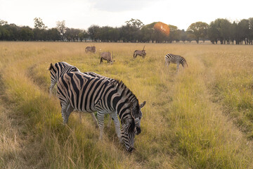 ZEBRA LIFE 