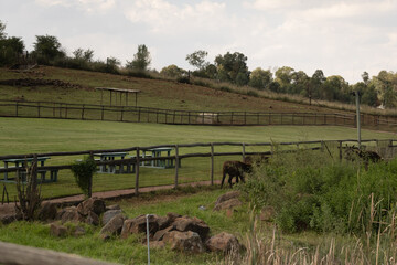 Obraz premium Animals 