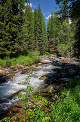 Altai mountain river Verkhniy Kulash. On the river banks there is siberian larch taiga forest.