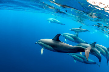 A Pod of dolphins swimming together in Australian waters.