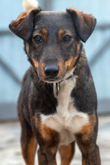 Dog in animal shelter. Homeless sad dog in a cage.