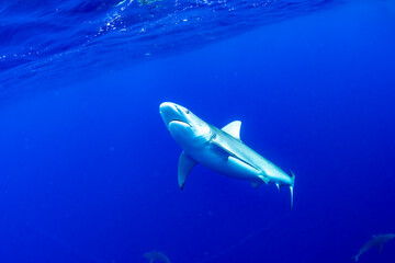 A Galapagos shark swims beneath the surface in the deep blue waters of Hawaii.