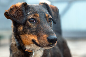 Dog in animal shelter. Homeless sad dog in a cage.