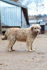 Dog in animal shelter. Homeless sad dog in a cage.