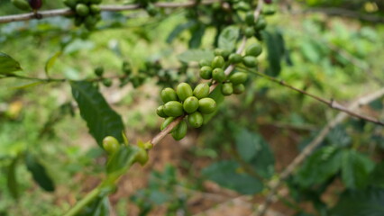 Healthy Closed-up Coffee Tree with Dense Green Coffee Cherries
