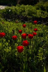 붉은 튤립들
