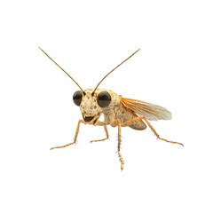 Adorable Cartoon Insect with Big Eyes and Happy Expression