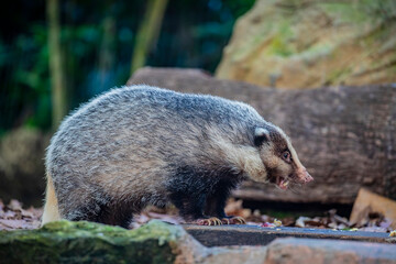 The greater hog badger (Arctonyx collaris) is a very large terrestrial mustelid native to Southeast...