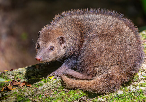 The common kusimanse (Crossarchus obscurus) is a small, diurnal kusimanse or dwarf mongoose. It has a vaguely weasel-shaped body with dark or reddish brown fur that is thick.